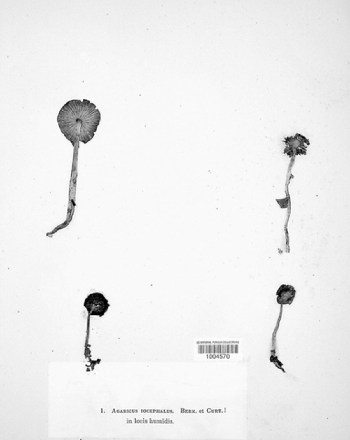 Agaricus iocephalopsis image